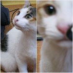 1살된 <b>암컷</b>고양이, 사랑으로 키워주실분 찾습니다.