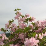 단양 <b>소백산</b>철쭉제