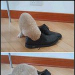우리 고양이가 <b>기절</b>했어요 ㅠ