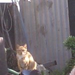 꼭좀읽어주세요. <b>지붕</b>위에 고양이가 살아요