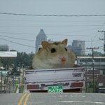 햄<b>토리</b> 싣고 달려요