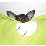 우리 <b>아가</b> 미니핀까미입니다^^ 애교쟁이 까미