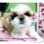 파마한 곰돌이(시<b>츄</b>)