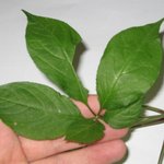 산에서 <b>산삼</b>을 캤어요