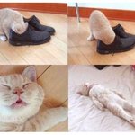 고양이 <b>질식사</b>한 사진...
