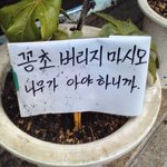 나무가 <b>아야</b>한다네요