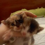 새끼 고양이 두마리를 주웟어요.(사진有)