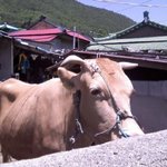 제발 제 얼굴 봐서라도 촛불시위 <b>평화</b>롭게 해주세요