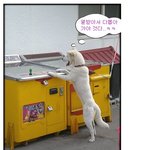 우리동네는 <b>백구</b>도 인형뽑기 한다