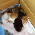 도둑고양이 새끼 3마리가 아침에 찾아왓어요 ..