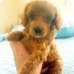 포스작렬 간장이^^