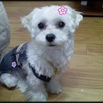 우리집 겸둥이 다<b>롱이</b> ^^