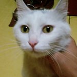 경남 김해시 진영읍에서 고양이 주우신분.......ㅠㅠ