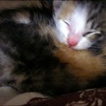 아기 고양이 데려가실 분~ ㅠㅠ