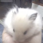 토끼처럼 커버린 골든햄찌 <b>영생</b>이 기억하시나요?