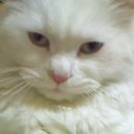냥이 <b>분양</b>합니다..(페르시안 화이트)