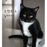 <b>주먹</b>쥐고 일어선 고양이
