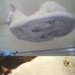 호<b>버크</b>래프트 고양이