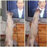 쥐잡는 우리<b>집</b> 고양이~<b>사진</b>有