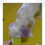 울 <b>순둥이</b>를 소개합니당 ^^