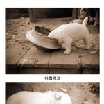 개<b>팔자</b>가 상팔자 ㅡㅡㅋ