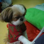 진실만을 말할것을 <b>선서</b>합니다
