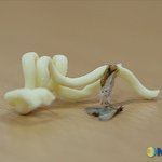 <b>농심</b>에서 나온 나방 ㅡㅡ