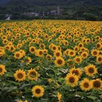 해바라기<b>공원</b> 구경하러 오세요