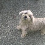 유기견을 위해 기도해주세요(사진有)