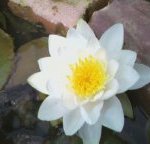 나의 <b>순수</b>함