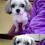 우리집몽실이