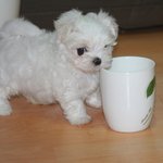 강아지에게 <b>써클</b>렌즈끼운 판매자...사진有