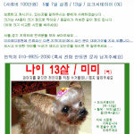 강아지찾아요) 발산동 5월 7일 <b>실종</b> / 13살 / 요크셔 (여)