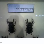 그것은 <b>사슴</b>벌레라 하기엔 너무나 멋졌다