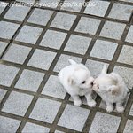 직업이 무슨 소용...