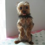 평소 얼짱... 잘땐 얼꽝인 <b>윌리</b>