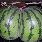 엄청난 <b>수박</b>