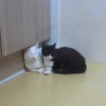 고양이 키우실분