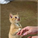 <b>애절</b>한 눈빛