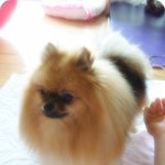우리뽀미이쁘죠.^-^