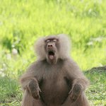 <b>원숭이</b> 느끼는 표정 작렬