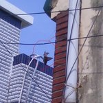 <b>목숨</b> 걸고 참새 구해 줬어요 ~ !! 사진 유