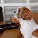 허세근석을 이은 허세 강아지 등장!!!!