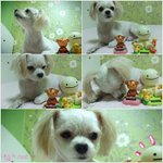 ▶▶울집 흰둥이는...잡종???...ㅎ첨부◀◀