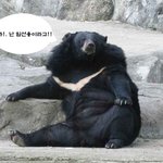 눈에 <b>주먹</b>질 당하면 반달곰 된다!?