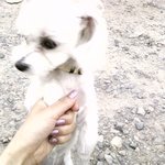 부산 <b>대저</b> 월포마을에서 없어졌습니다..