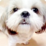 우리 개들이 홍역에 걸렸어요..ㅠㅠ