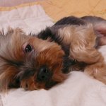 <b>토커</b>님들 강아지를찾고있습니다..