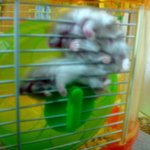 햄순이 공중<b>부양</b> 다리걸기..