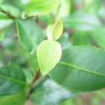 몸에 좋은 <b>차</b>, 하루 <b>몇</b>잔 마시면 될까?
